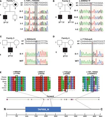 Deleterious variants in TAF7L cause human oligoasthenoteratozoospermia and its impairing histone to protamine exchange inducing reduced in vitro fertilization